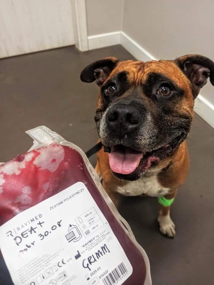 Krew od psich i kocich krwiodawc&oacute;w przydaje się przy zwierzętach, kt&oacute;re uległy r&oacute;żnego rodzaju &nbsp;wypadkom, zatruciach, przy &nbsp;niedokrwistościach spowodowanych m.in. chorobami odkleszczowymi oraz nowotworach. Fot. Bank krwi Edina New Vet 24 h