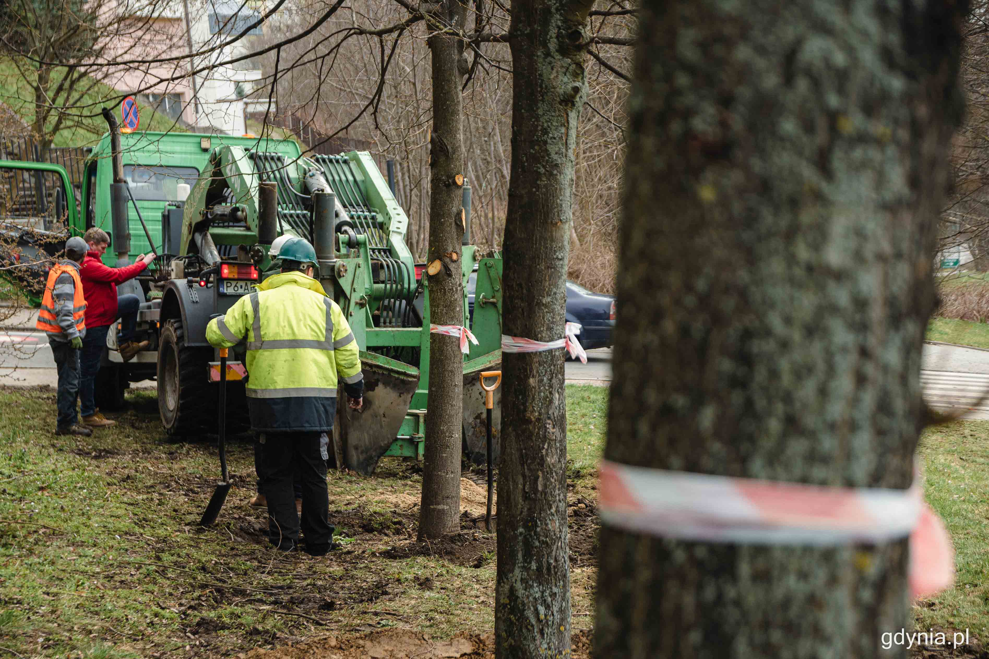 Młode drzewa przeniosły się z trawnika przy ruchliwym skrzyżowaniu na trawnik przy jednym z blok&oacute;w mieszkalnych, fot. Kamil Złoch