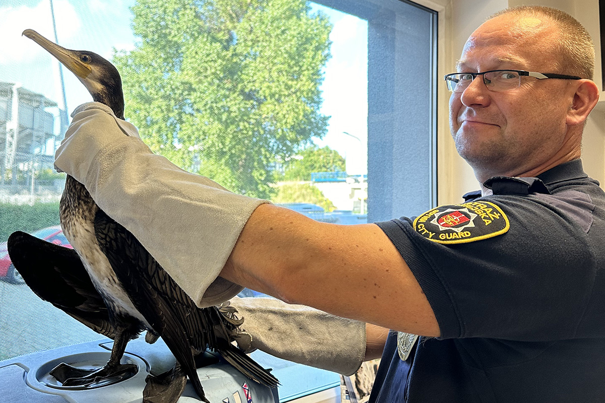 Leonard Wawrzyniak w mundurze straży miejskiej trzyma w rękawicach dzikiego ptaka, pomieszczenie