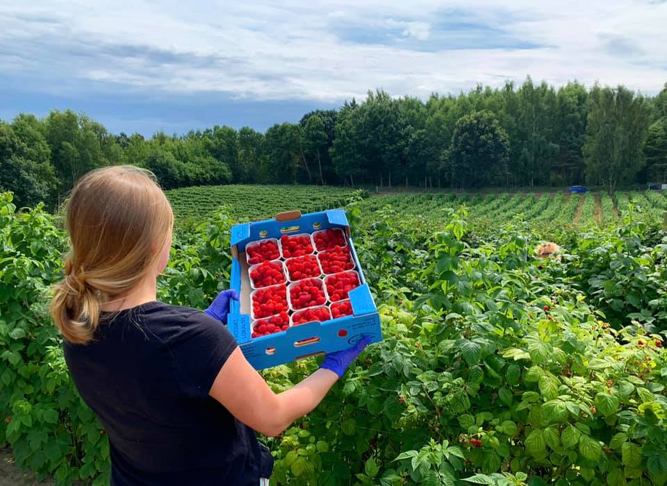 Malinogr&oacute;rd, fot. Malinogr&oacute;d