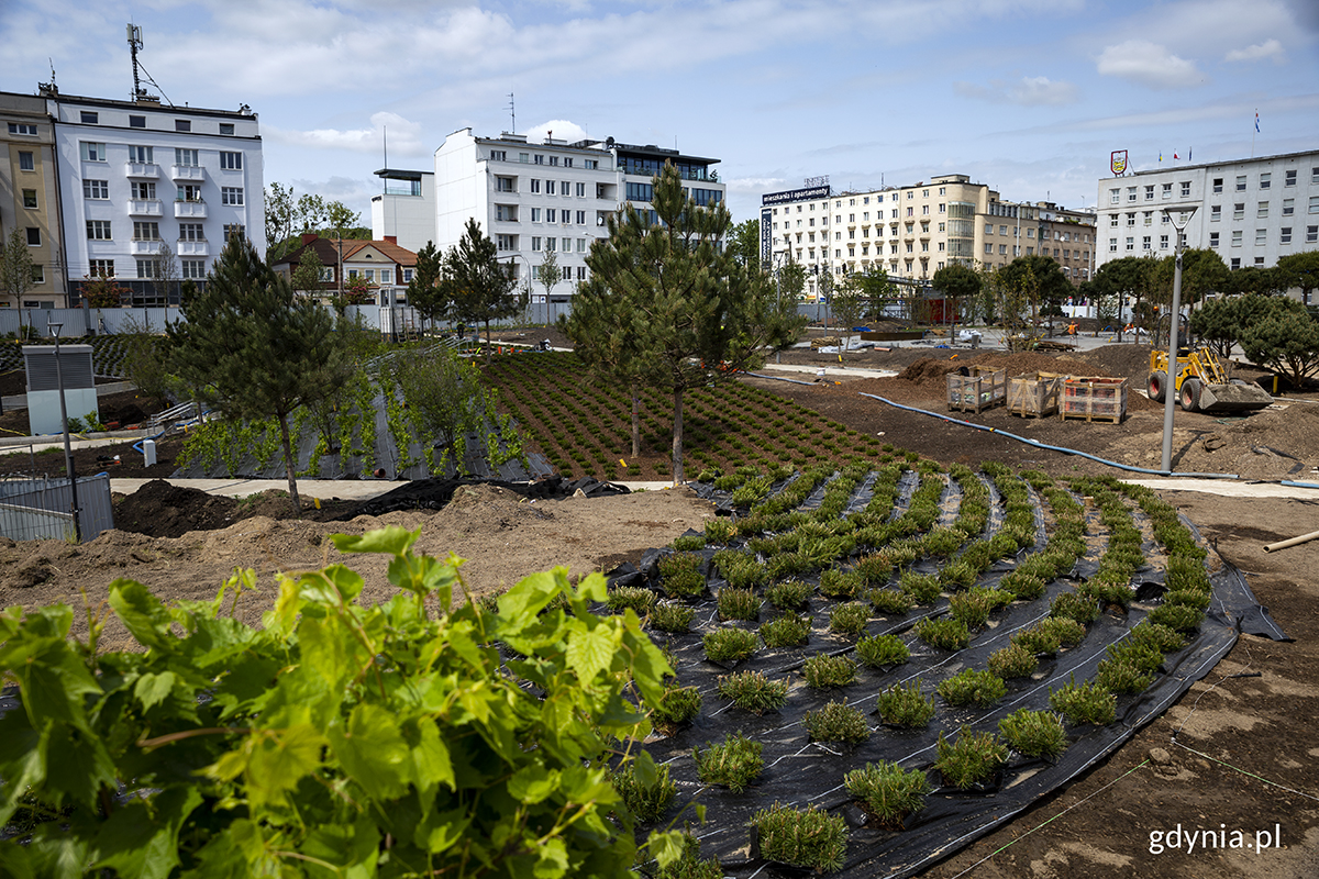 Część zieleni, kt&oacute;ra została nasadzona w ramach trzeciego etapu w trakcie prac (czerwiec 2023 roku), fot. Przemysław Kozłowski / archiwalne
