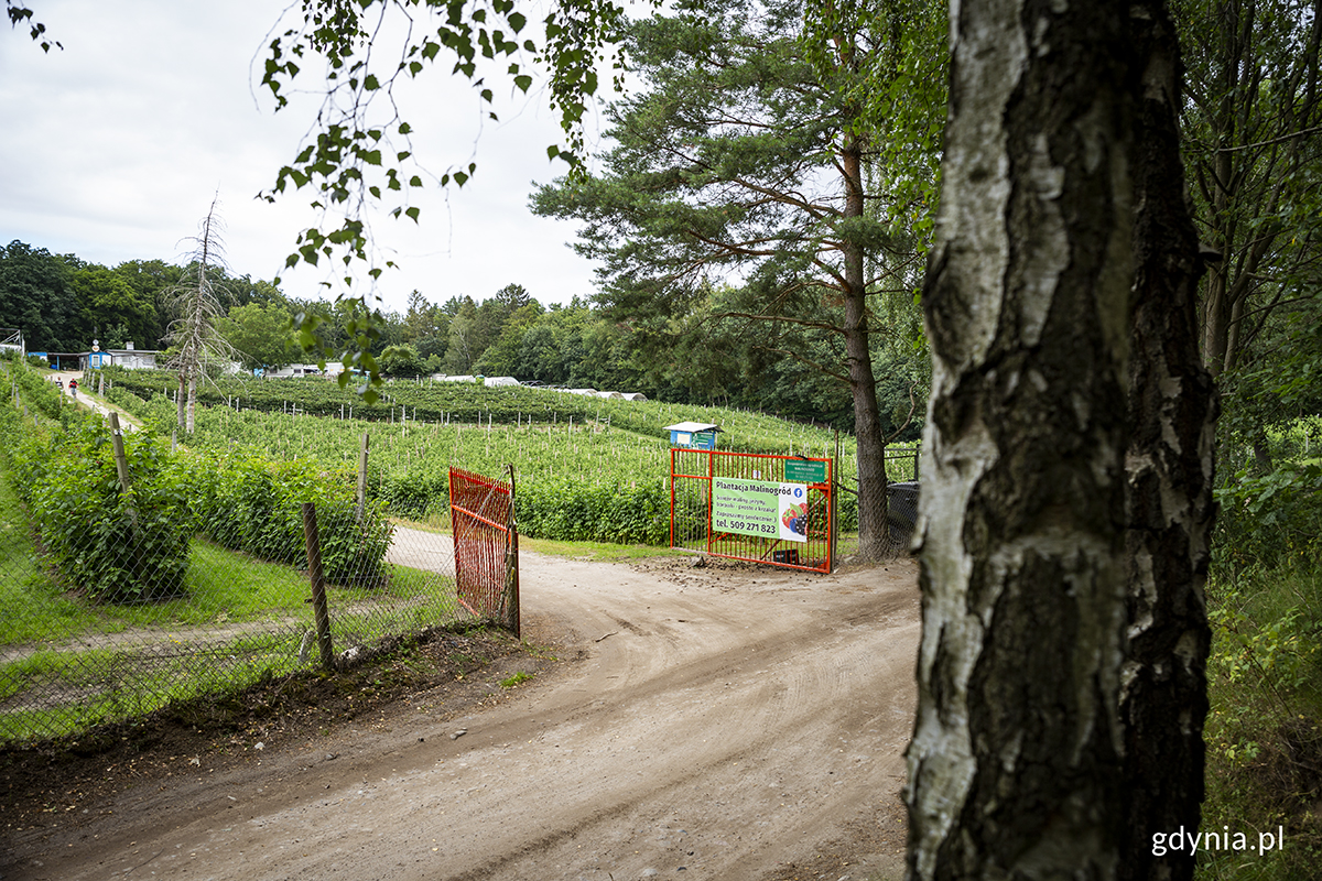 Gospodarstwo "Malinogr&oacute;d" pośr&oacute;d las&oacute;w między Małym Kackiem a Kolibkami. Fot. Przemysław Kozłowski