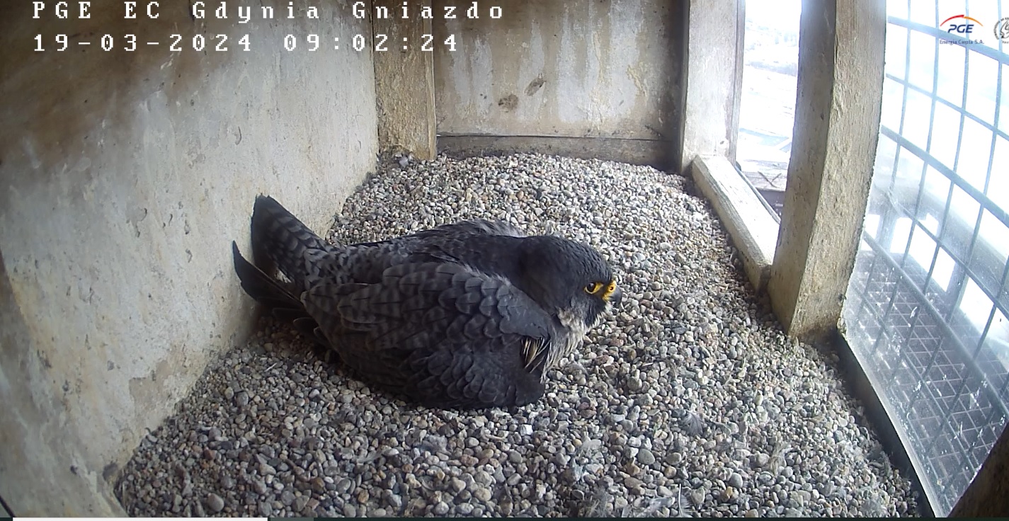 Samica sokoła wędrownego "Koksinka" wysiaduje jajo w gnieździe na kominie gdyńskiej elektrociepłowni. fot. screen ze strony peregrinus.pl/pl/gdynia