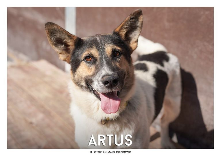Artus czeka na nowy dom, fot. OTOZ Animals Ciapkowo