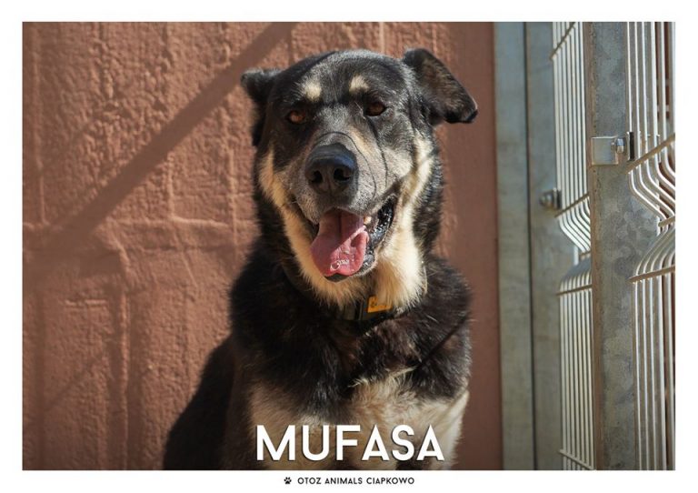 Mufasa czeka na nowy dom, fot. OTOZ Animals Ciapkowo