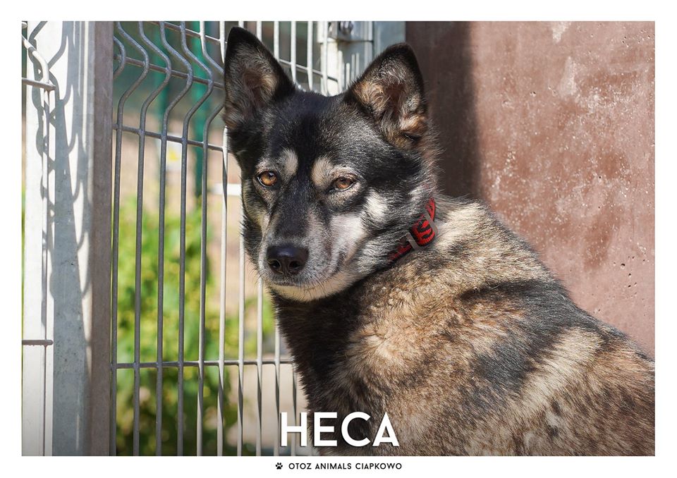 Heca szuka domu, fot. OTOZ Animals Ciapkowo