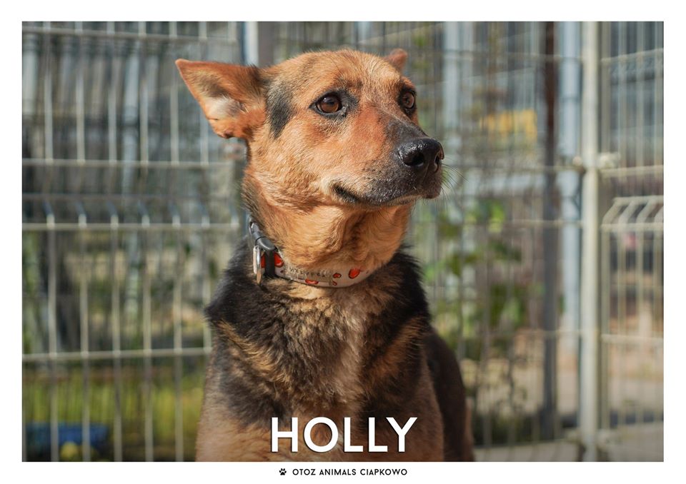 Holly szuka domu, fot. OTOZ Animals Ciapkowo