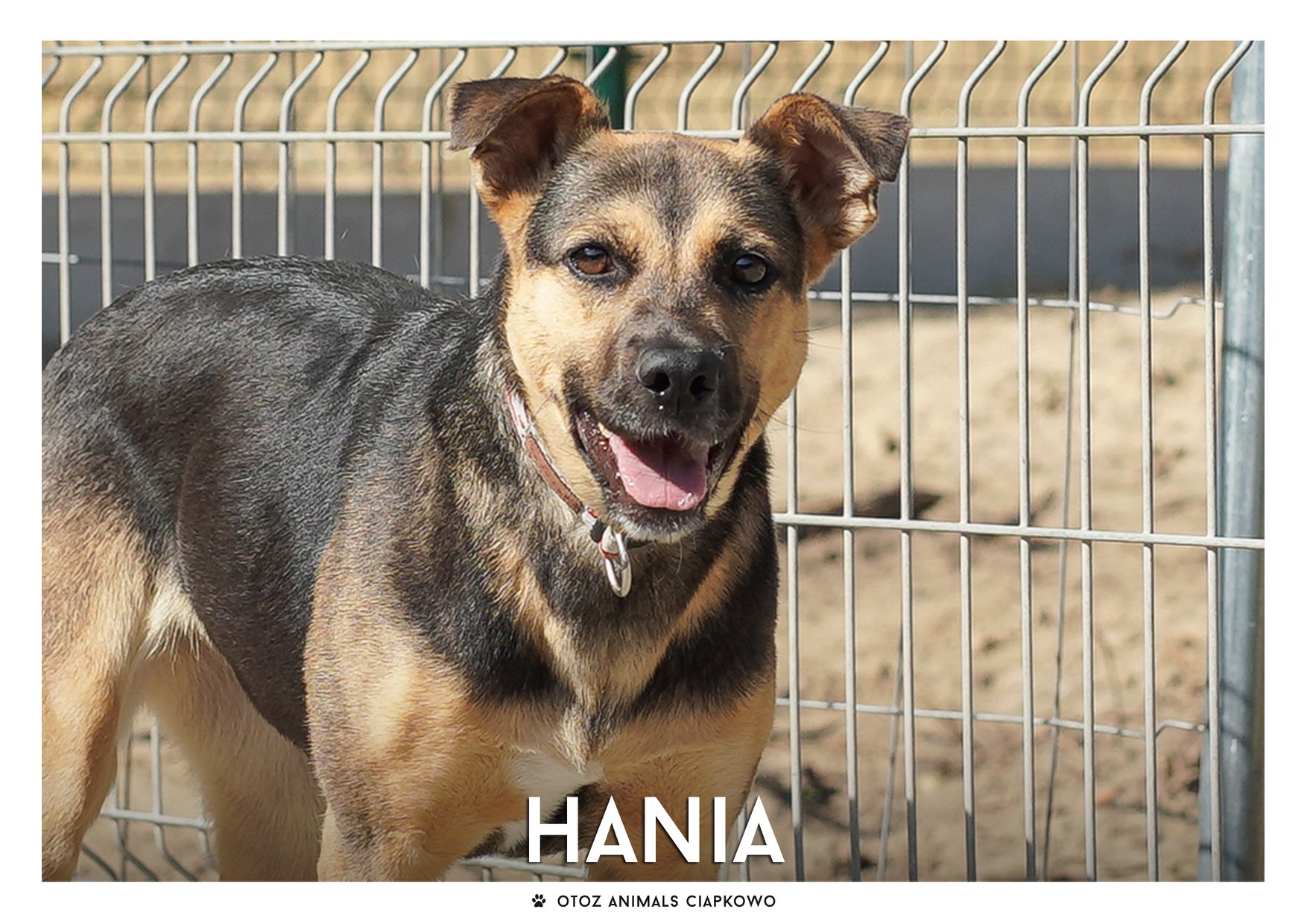 Hania szuka domu, fot. OTOZ Animals Ciapkowo