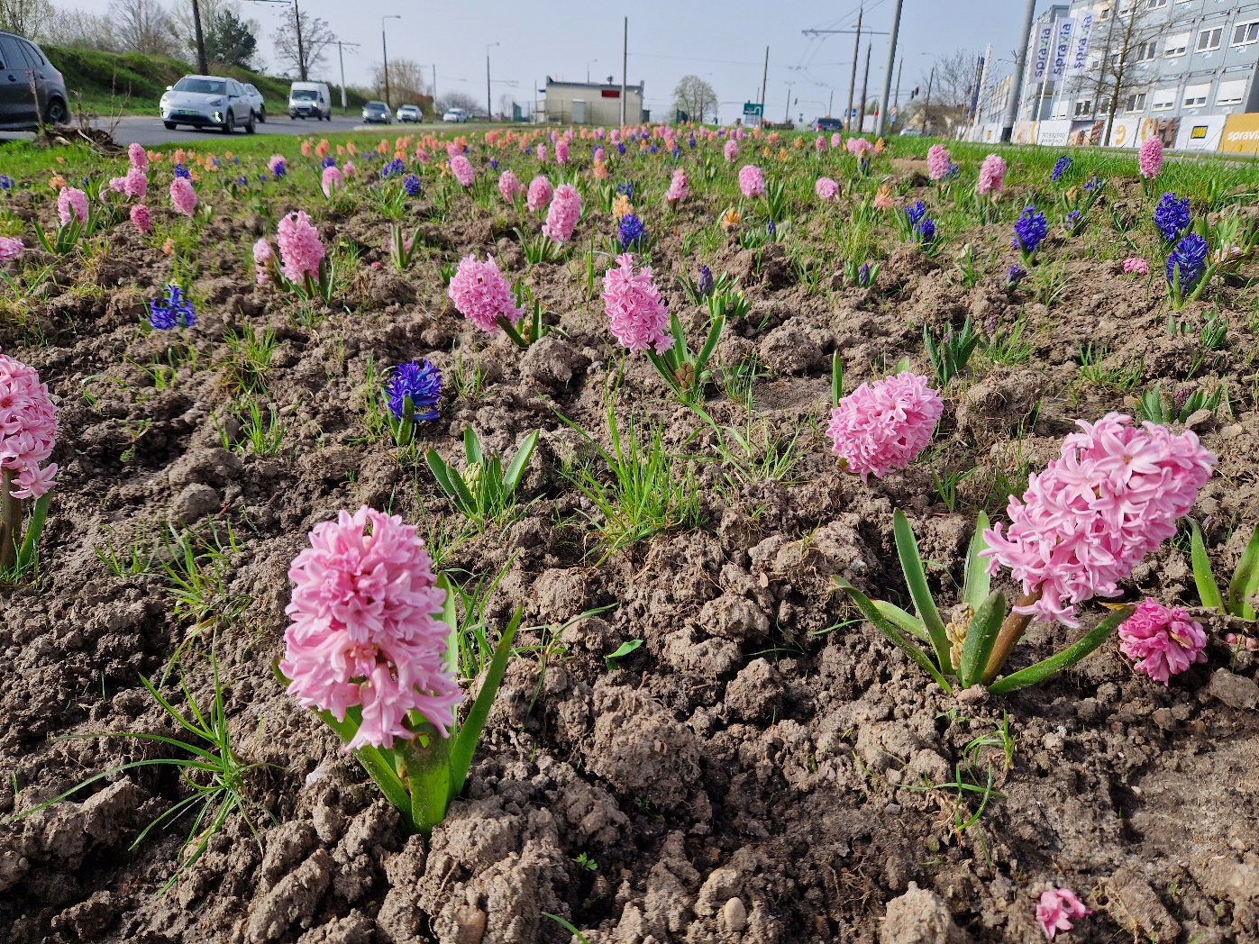Trawnik w Gdyni, obok ulica, na rabacie rosną kolorwe hiacynty, obok widać grudy ziemi