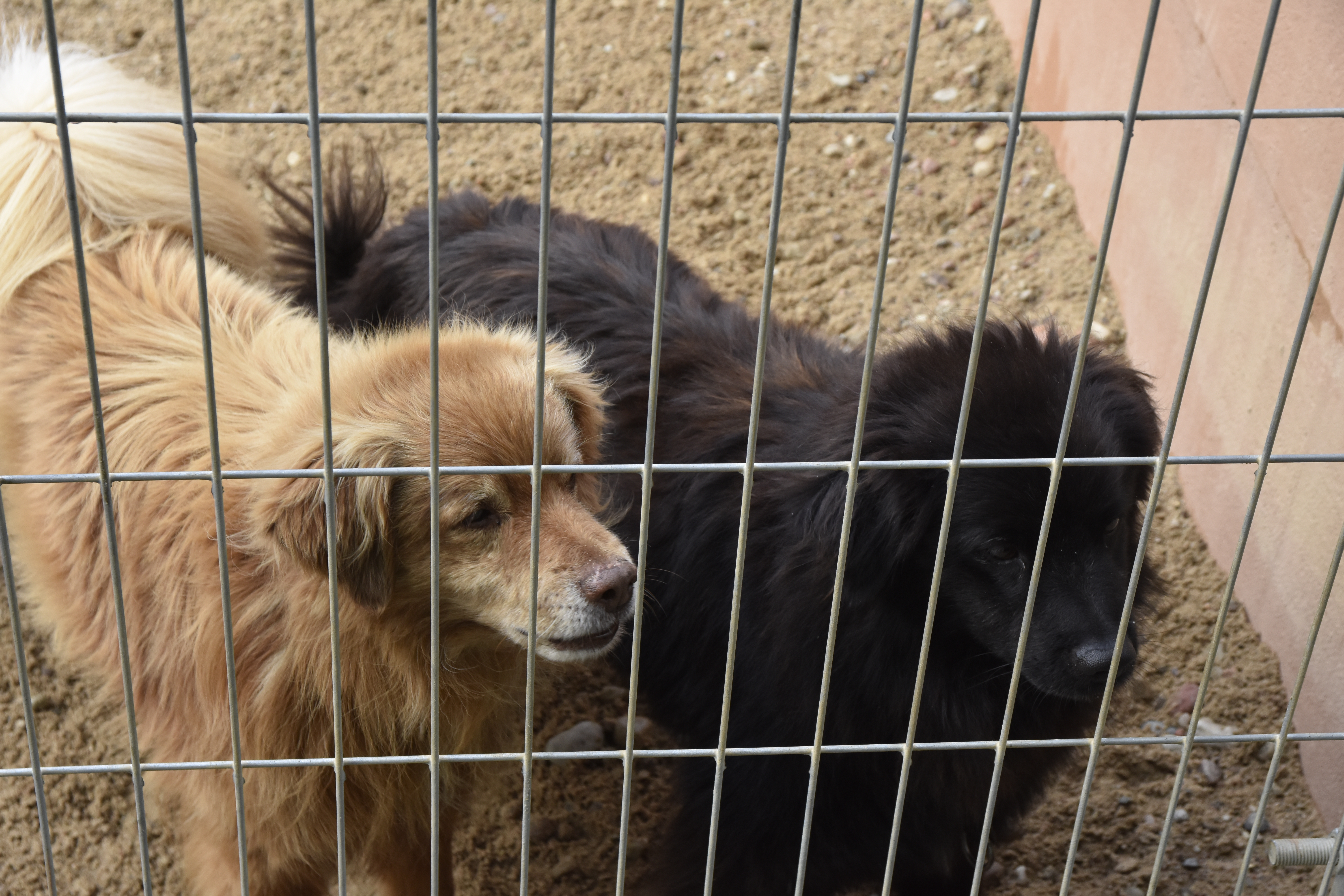 Część ps&oacute;w z Radys trafiła już do gdyńskiego Ciapkowa, fot. Magda Śliżewska