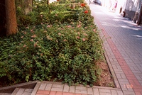Gdynia w kwiatach 2008, fot. Wspólnota Mieszkaniowa ul. Abrahama 36-44