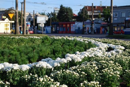 Białe rondo przy Pl. Konstytucji, fot. Dorota Nelke