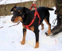 Akcja ratowania jelonka - Tora przed akcją
