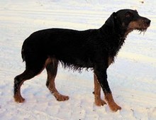 Akcja ratowania jelonka - Tora po akcji