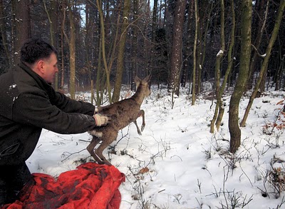 Akcja ratowania jelonka - zwierzak wypuszczany na wolność