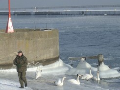 Gdyński Eko-patrol Straży Miejskiej dokarmia ptaki, fot. Anna Łopion