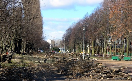 Wycinka alei topolowej, fot.: Dorota Nelke