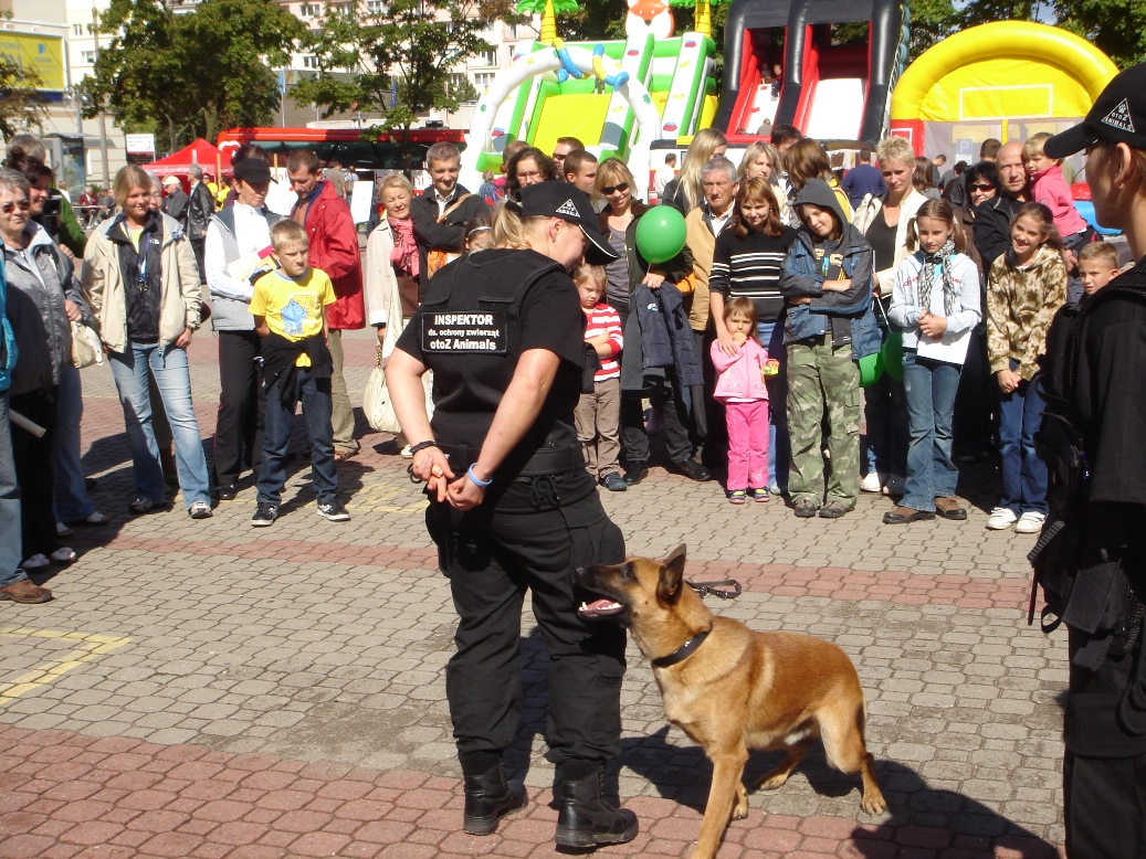 Pokaz psów