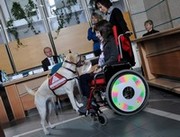 Konferencja w Urzędzie Miasta Gdyni poświęcona kynoterapii / fot. Dorota Nelke