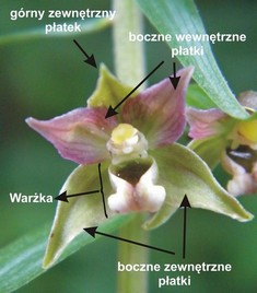 Storczyk kruszczyk
