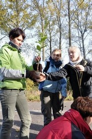 Przenosiny storczyków, fot. Dorota Nelke