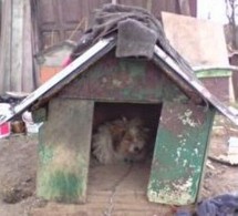 Gdyński OTOZ Animals oraz Fundacja Emir otrzymują zgłoszenia o nieodpowiedzialnym traktowaniu zwierząt - przykład