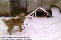 Gdyński OTOZ Animals oraz Fundacja Emir otrzymują zgłoszenia o nieodpowiedzialnym traktowaniu zwierząt - przykład 2