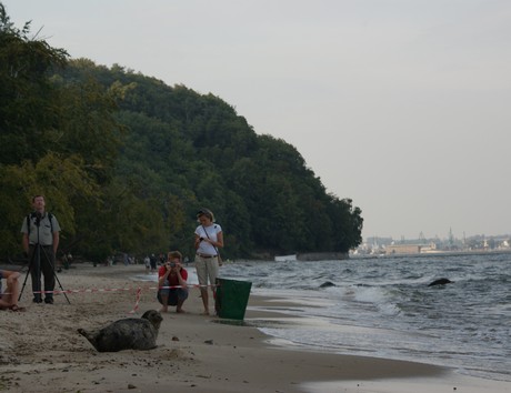 Foka na gdyńskiej plaży / fot. Małgorzata Omachel - Kwidzińska