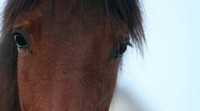 Gdyński Ośrodek Hipoterapii - Fundacja AnimalPro