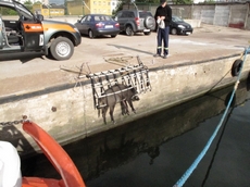 Roczny warchlak uratowany w gdyńskim porcie
