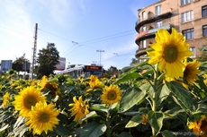 Słoneczniki w centrum Gdyni, fot. Krzysztof Romański