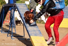 Psie Fikołki w Adventure Park w Kolibkach, fot.: Aneta Graboś