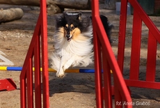 Psie Fikołki w Adventure Park w Kolibkach, fot.: Aneta Graboś