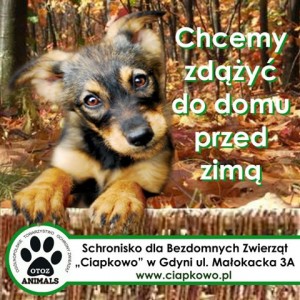 Schronisko dla Bezdomnych Zwierzat Ciapkowo