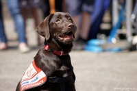 Labradorka Finka - fot. Fundacja DOGIQ