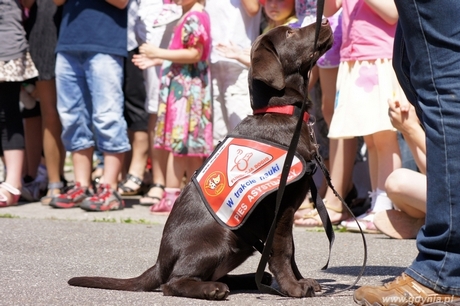 labradorka Finka - fot. Fundacja DOGIQ