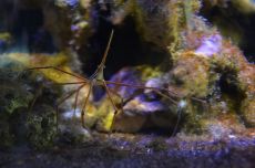 spider crab
