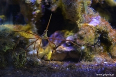 Spider Crab