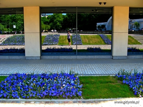 II miejsce w konkursie Gdynia Kwitnie - Ewa Morzuch