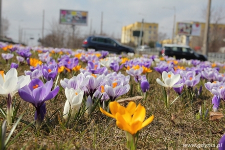 W konkursie Gdynia kwitnie wyróżniono zdjęcie Anny Łopion