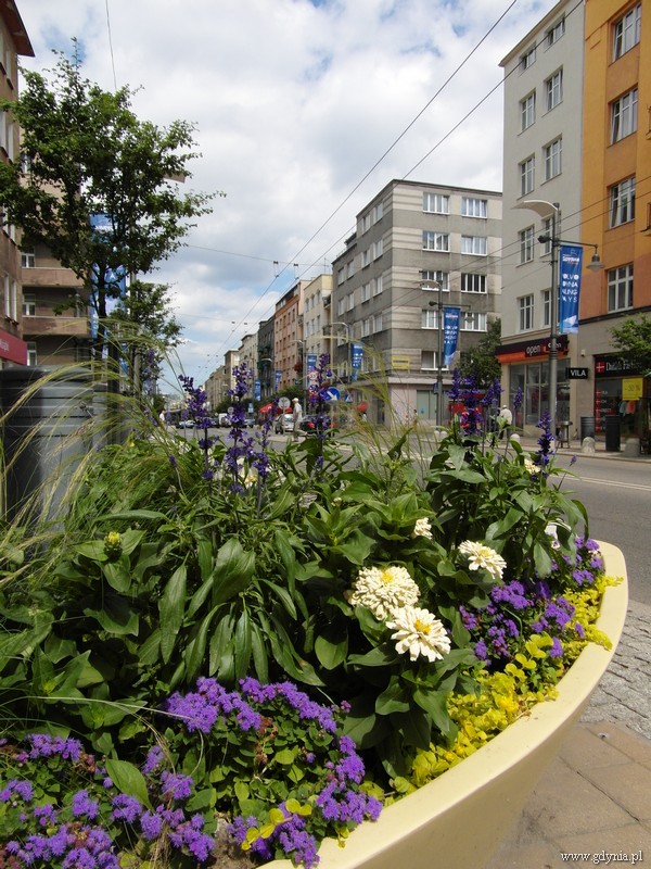 fot. Ewa Kaniewska II miejsce w lipcowej edycji konkursu Gdynia kwitnie
