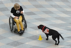 V Gdyńskie warsztaty dla osób niepełnosprawnych z psami asystującymi- dzień drugi, fot. DOGIQ