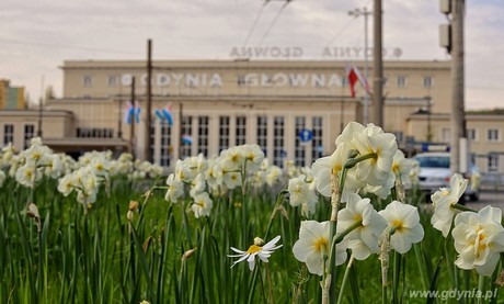 Wyróżnione w kwietniowej edycji konkursu Gdynia Kwitnie zostało zdjęcie autorstwa Radosława Czaji