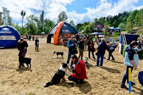 Psie fikołki - 11 maja w Adventure Park Gdynia, fot. Maciej Czarniak