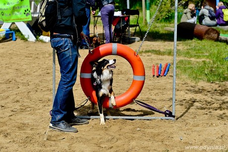 Psie fikołki - 11 maja w Adventure Park Gdynia, fot. Maciej Czarniak