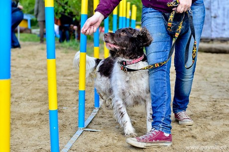 Psie fikołki - 11 maja w Adventure Park Gdynia, fot. Maciej Czarniak
