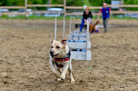 Psie fikołki - 11 maja w Adventure Park Gdynia, fot. Maciej Czarniak