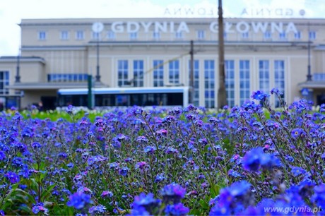 Wyróżnione w majowej edycji konkursu Gdynia Kwitnie zostało zdjęcie autorstwa Pauliny Figlon