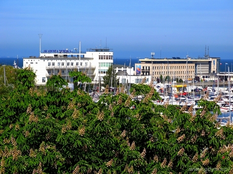 II miejsce w czerwcowej edycji konkursu Gdynia Kwitnie zajęło zdjęcie autorstwa Ewy Morzuch