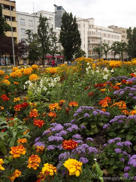 Trzecie miejsce w lipcowej edycji konkursu Gdynia Kwitnie przyznano Maciejowi Kmiecikowi